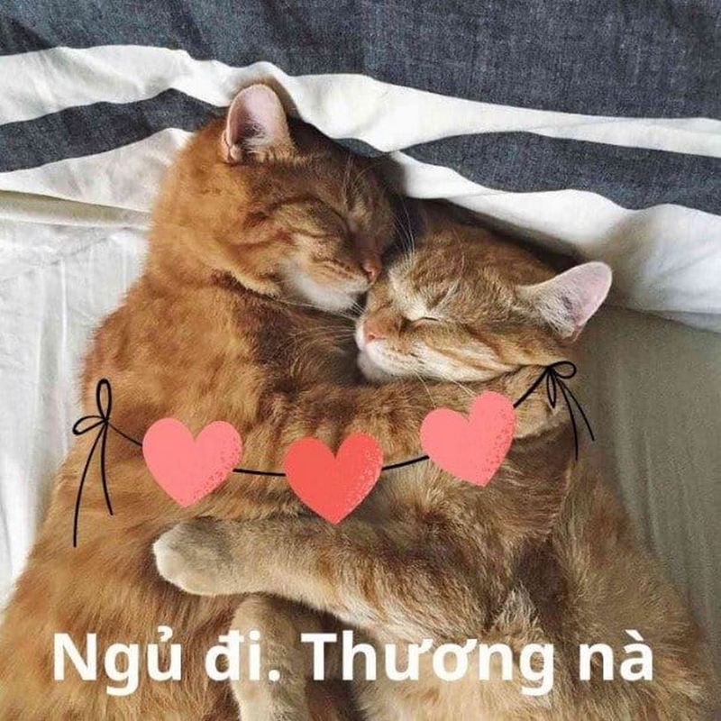 Meme mèo an ủi được nhiều người sử dụng qua tin nhắn