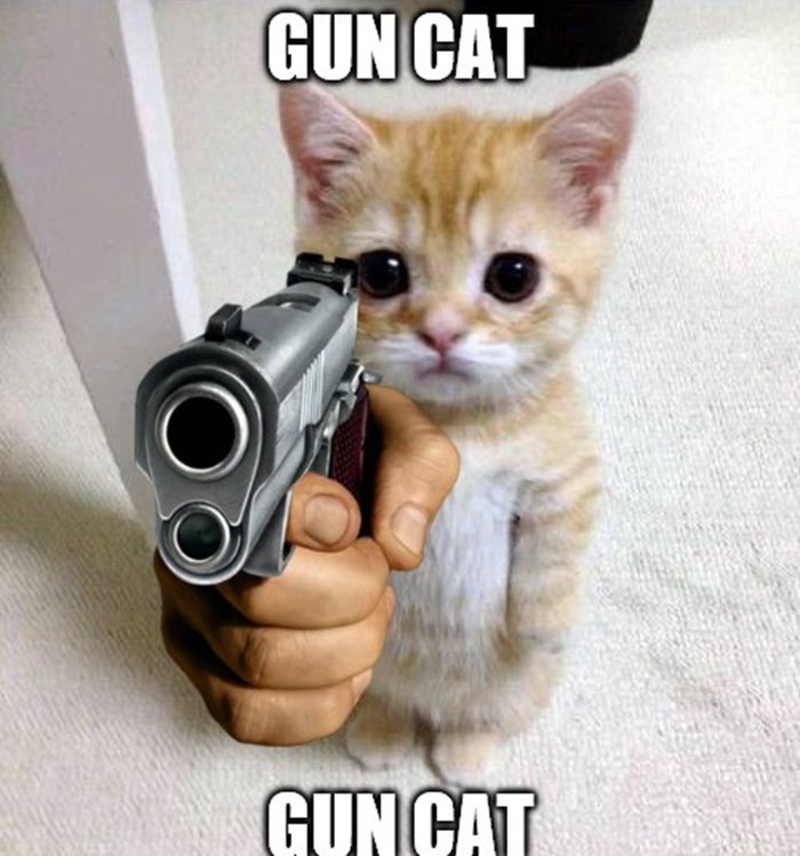 Meme mèo cầm súng cực hài hước