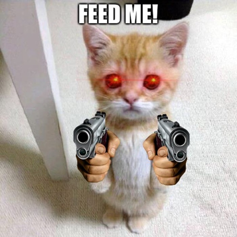 Meme mèo với biểu cảm “bá đạo”