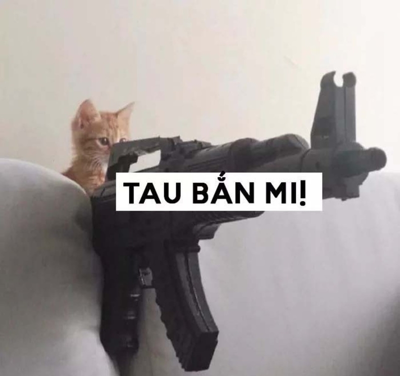 Meme mèo kèm thông điệp độc đáo