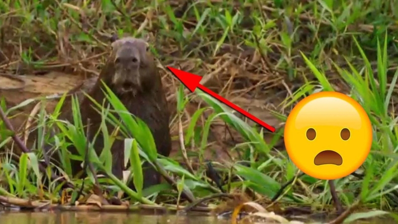Capybara với biểu cảm hài hước 3