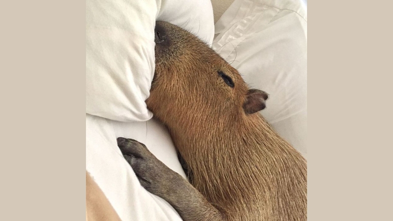 Tổng hợp những meme Capybara 1