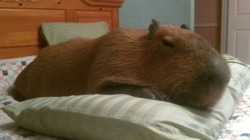 Tổng hợp những meme Capybara 2