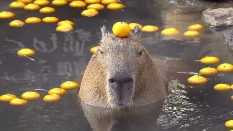 Tổng hợp những meme Capybara 3