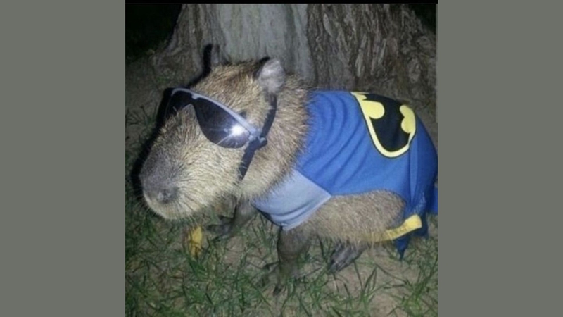 Tổng hợp những meme Capybara cool ngầu 4