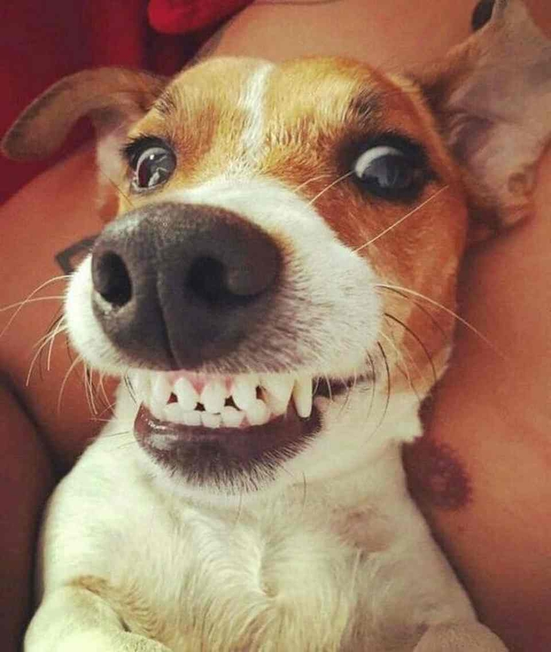 Xem thêm các mẫu meme chó hài hước