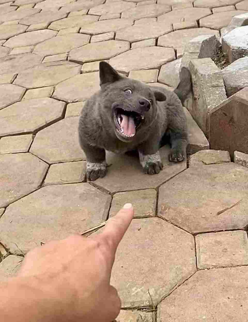 Những mẫu meme chó thịnh hành khắp cõi mạng