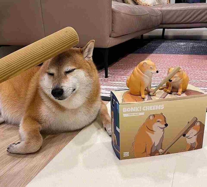 Loạt biểu cảm đáng yêu của các loại meme thịnh hành