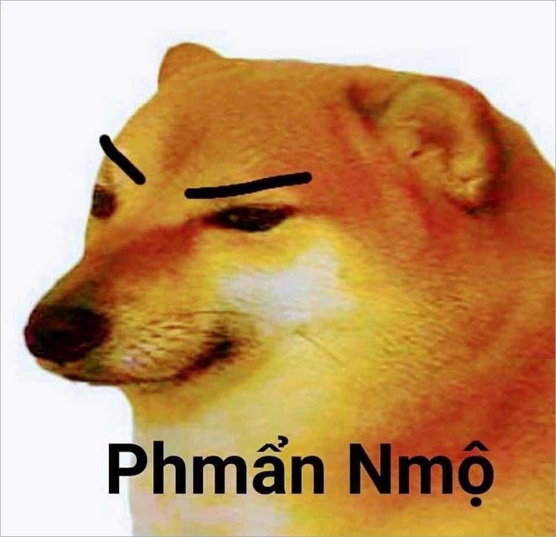 Bộ sưu tập meme chó đủ mọi thể loại siêu hài hước chắc chắn sẽ khiến ...