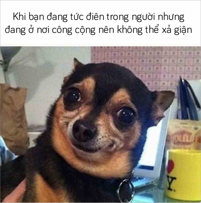 Nhiều loại meme chó được cộng đồng mạng liên tục chia sẻ