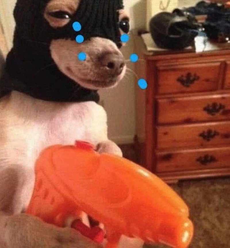Các loại meme chó nói lên cảm xúc cá nhân