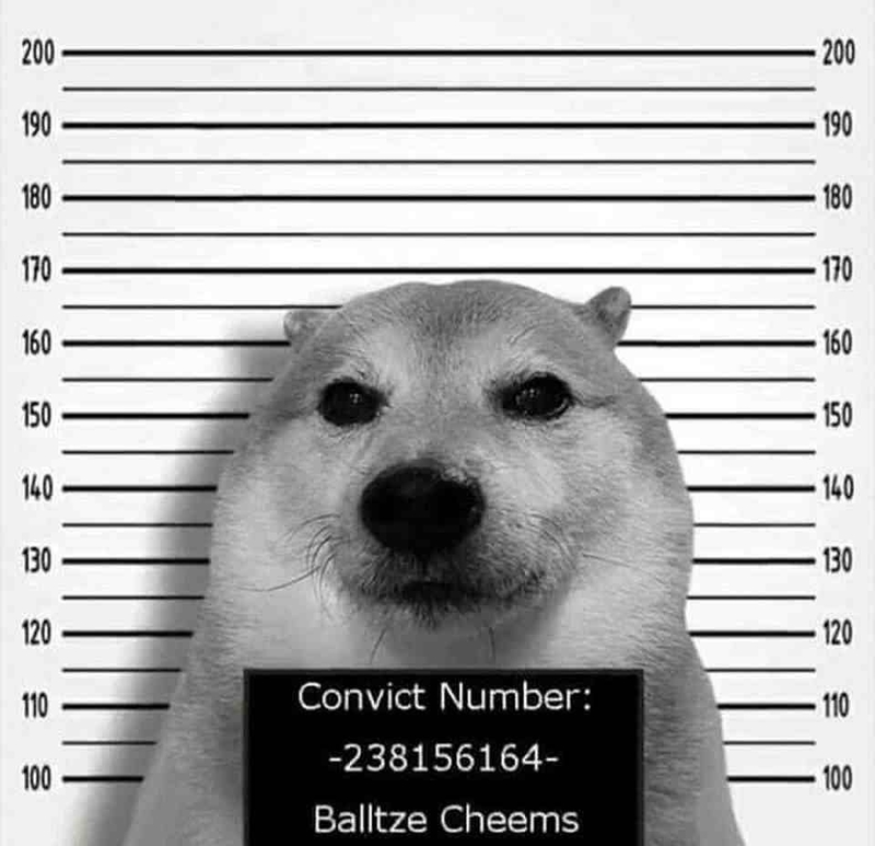 Đủ mọi chủ đề được áp dụng để sáng tạo Meme Shiba Inu (Cheems)