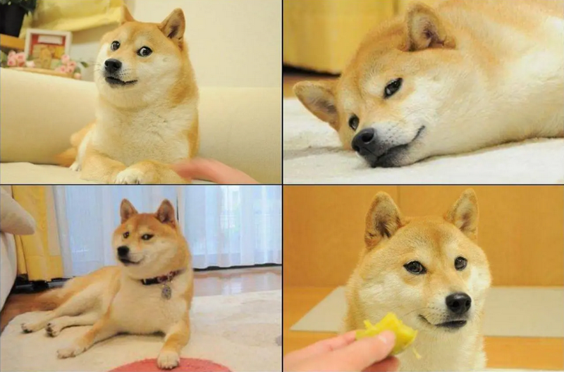 Meme chó Dogecoin Kabosu ra đời với ý nghĩa đặc biệt