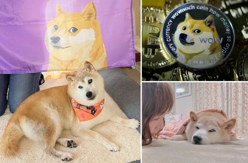 Cách ứng dụng meme chó Dogecoin Kabosu rất đa dạng