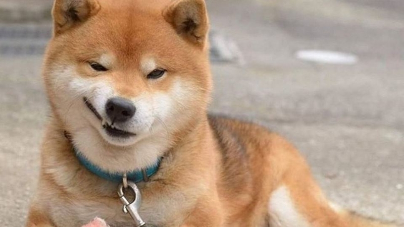 Bộ sưu tập meme chó đủ mọi thể loại siêu hài hước chắc chắn sẽ khiến ...