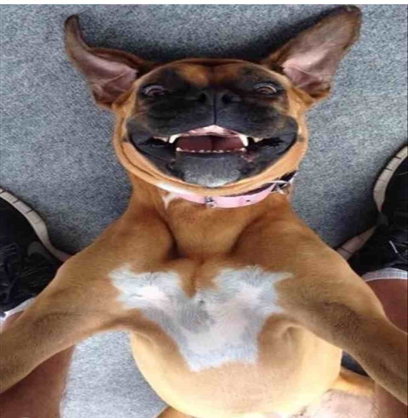 Người xem chắc chắn sẽ bật cười trước các mẫu meme chó nhe răng