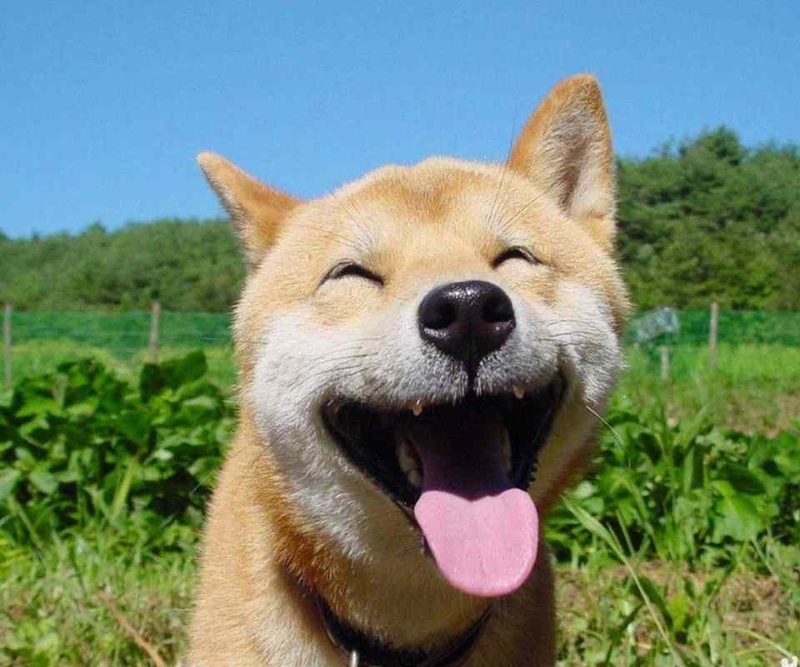 Loạt ảnh meme dễ thương về chú cho gần gũi với cuộc sống