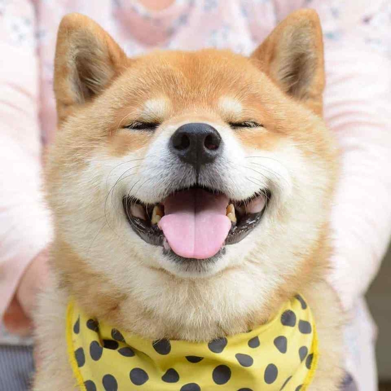 Theo dõi thêm nhiều biểu cảm khác nhau của meme chó