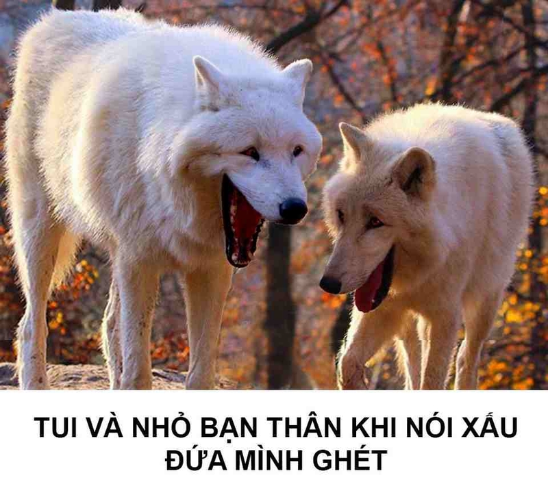 Loạt meme chó có lồng ghép thêm chữ vô cùng hài hước