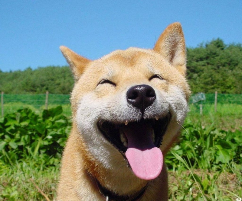 meme chó cười hình 6