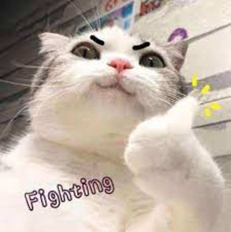 Sự ngộ nghĩnh của động vật trong các meme