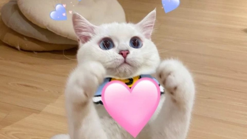 Người dùng có thể thoải mái sử dụng meme cute trên mạng