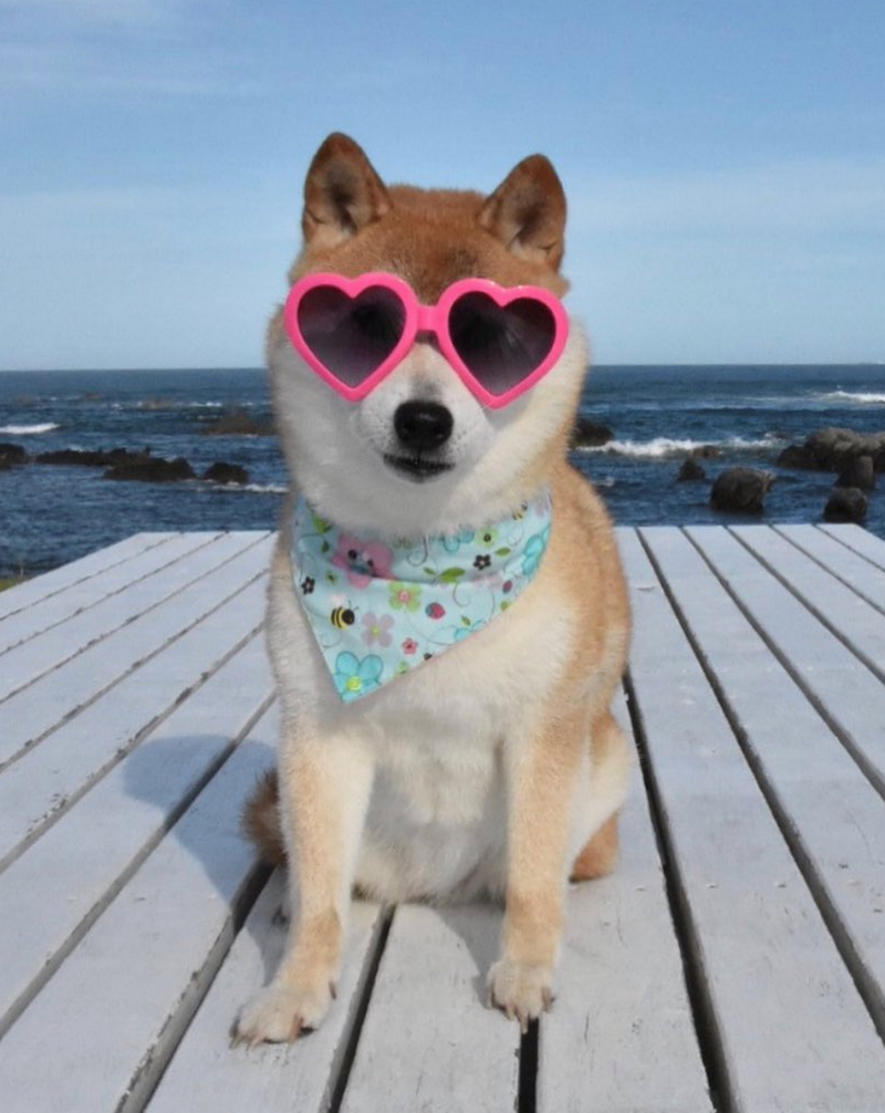 Biểu cảm cute siêu đáng yêu của meme chó ngoài biển