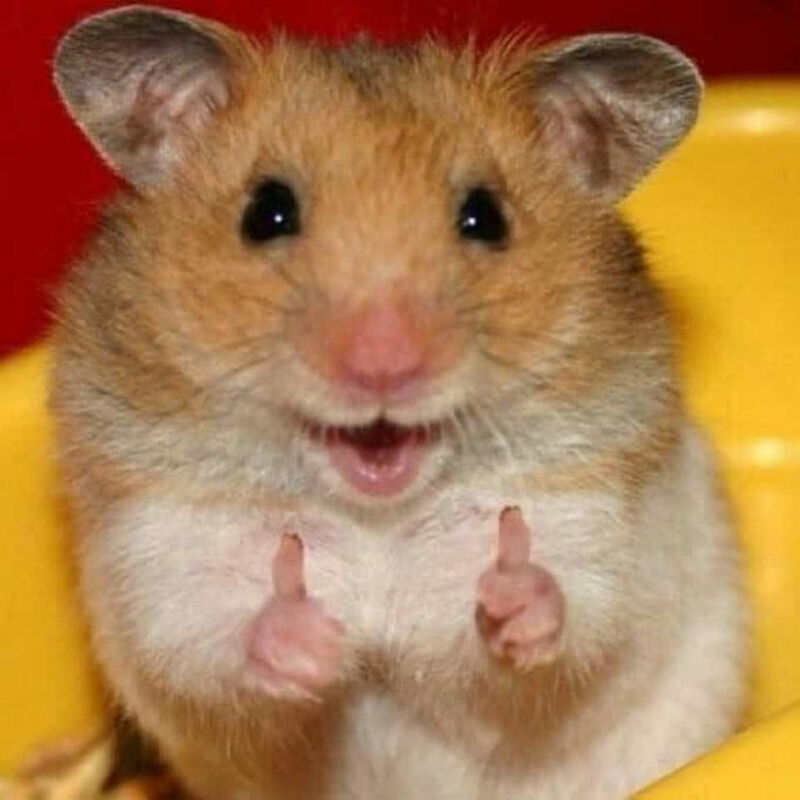 Hàng loạt loại meme cute ra đời dựa trên hình ảnh chuột hamster