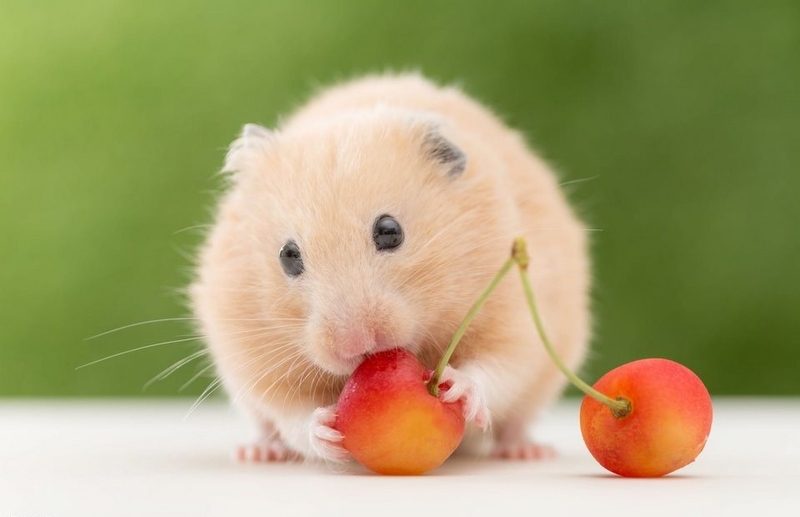 Vô vàn biểu cảm đáng yêu của chú chuột cute