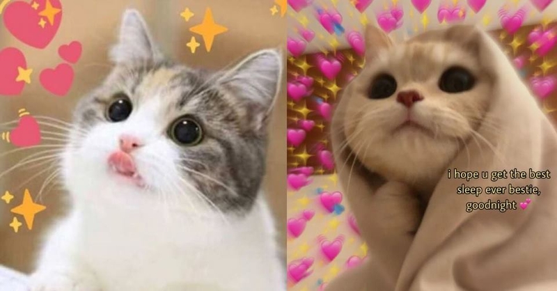Có rất nhiều mẫu meme đáng yêu được lan truyền trên internet