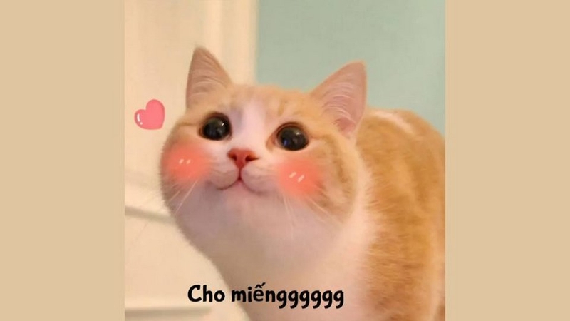 Biểu cảm đáng yêu của những chú mèo trong meme cute