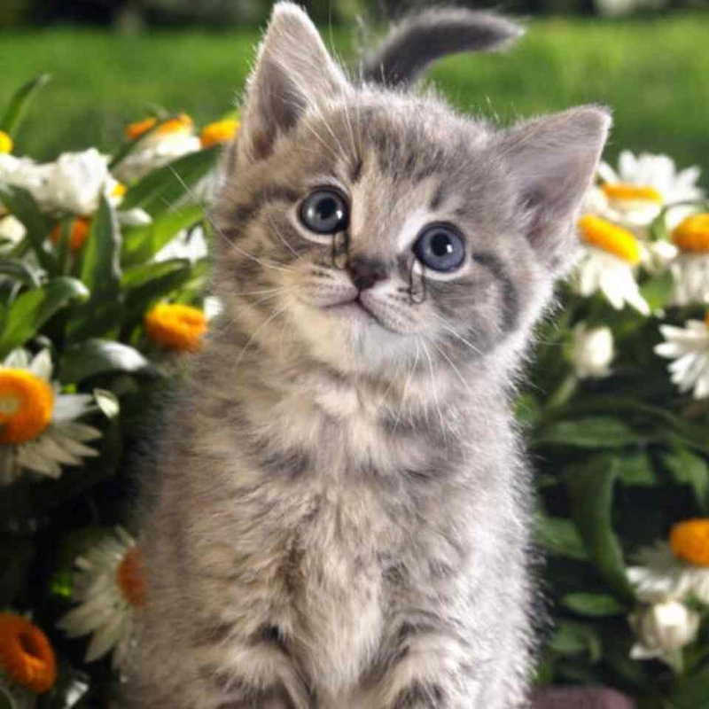 Các mẫu meme cute thường được sử dụng với nhiều chủ đề khác nhau