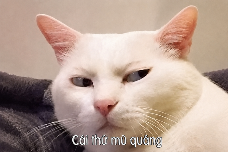 meme đánh giá (ảnh 1)
