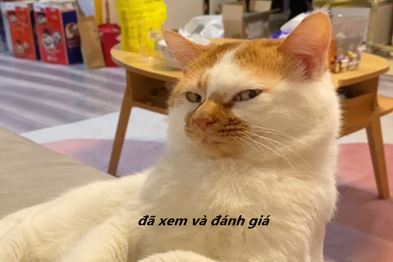 meme đánh giá (ảnh 2)
