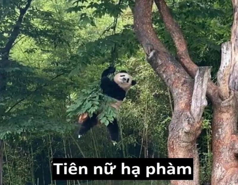 Nhiều pha hoạt động ấn tượng của gấu trúc