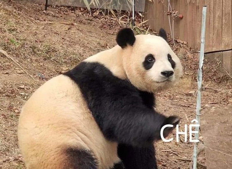 Cách sử dụng meme gấu trúc vô cùng phổ biến