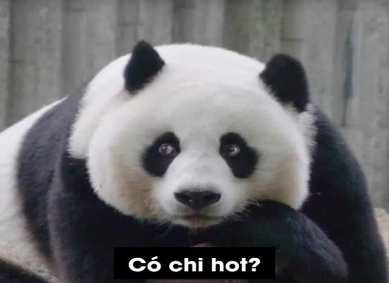 Meme gấu trúc kết hợp với các xu hướng thịnh hành trên mạng xã hội