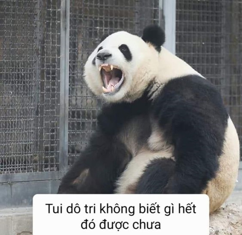 Hành động vô cùng đáng yêu của gấu trúc