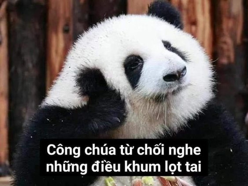Hàng nghìn người yêu thích meme về loài gấu trúc