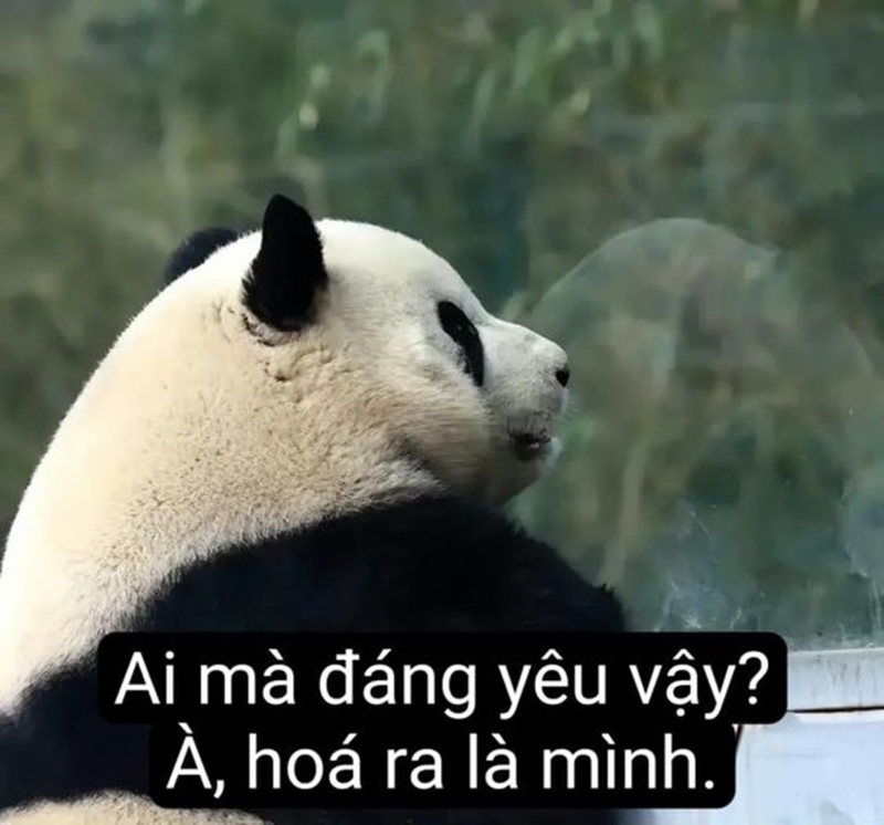 Việc sử dụng meme gấu trúc vô cùng thịnh hành