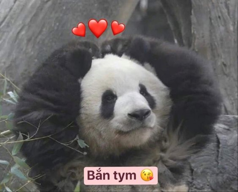 Chủ đề meme của gấu trúc rất sáng tạo