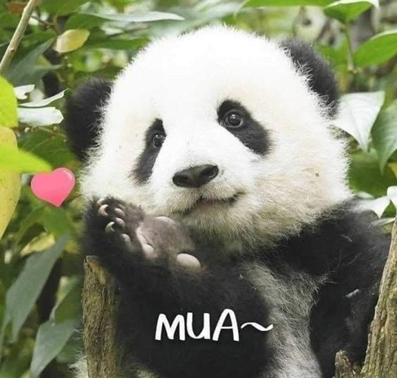 Những biểu cảm đáng yêu hết mức của loài gấu trúc