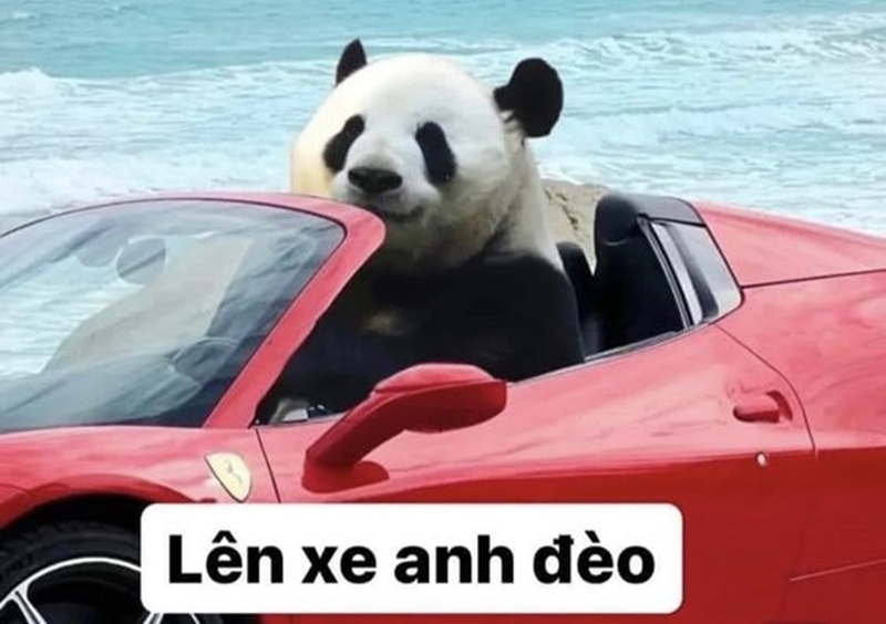 Tính ứng dụng của meme gấu trúc rất đa dạng