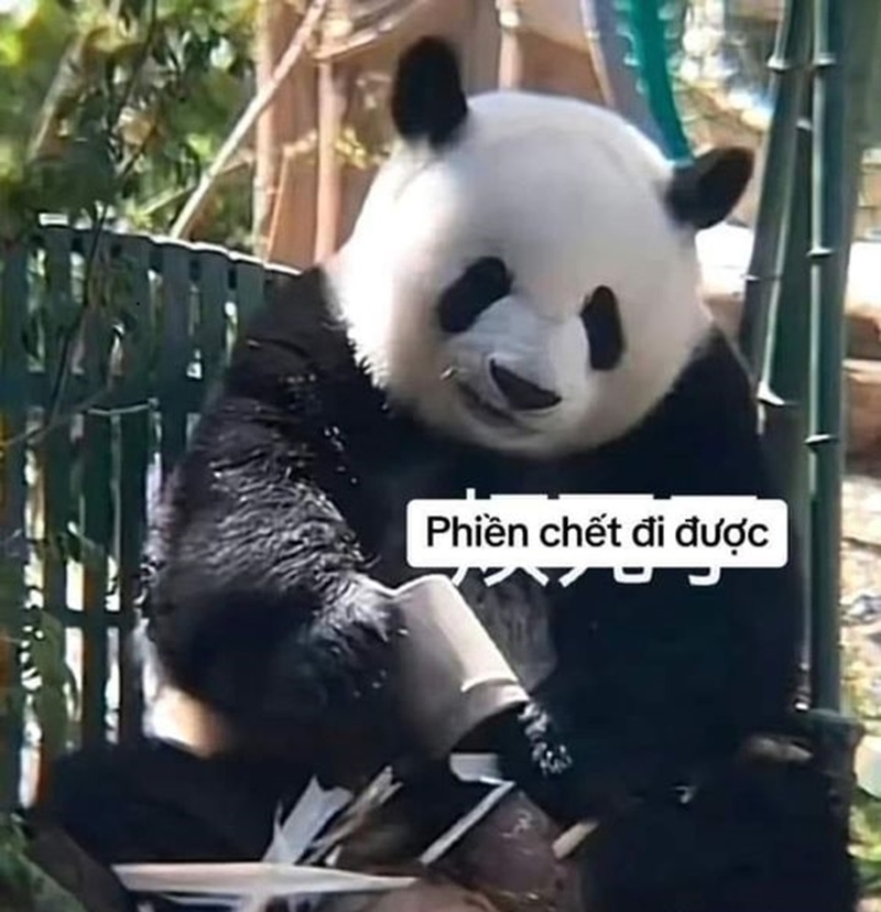 Hãy trở thành cộng đồng người dùng meme gấu trúc văn minh