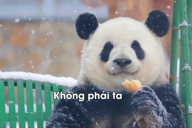 Cách sử dụng meme phù hợp cho mọi người