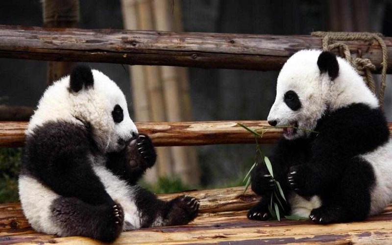 Những hoạt động thường ngày của gấu trúc