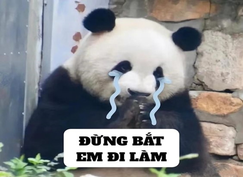 Nhiều loại meme về loài gấu trúc cực kì cute