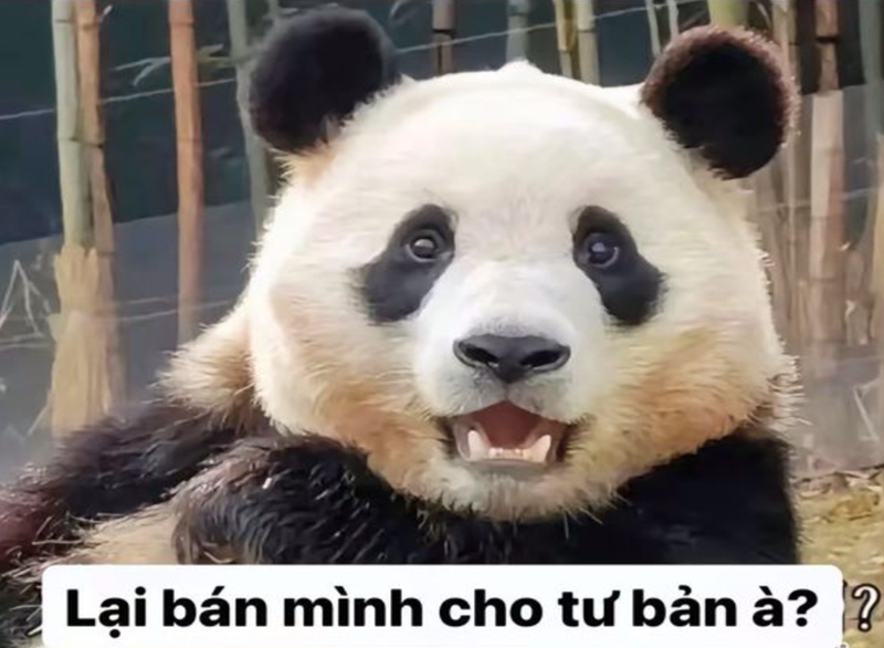 Loạt biểu cảm ấn tượng khiến chúng ta bật cười của gấu trúc