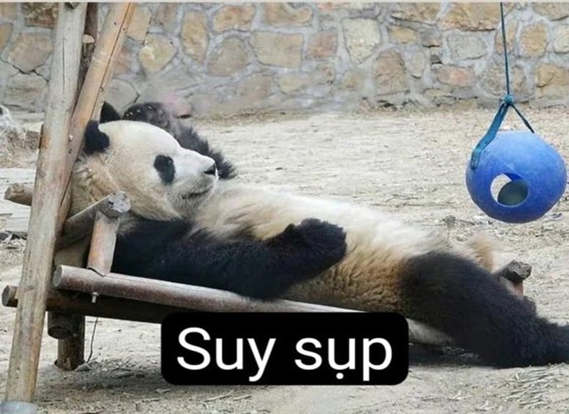 Meme gấu trúc phản ánh thông điệp cuộc sống đời thường