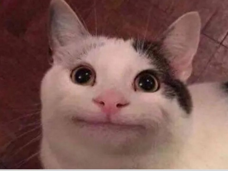 Bật cười trước meme là hình ảnh một chú mèo